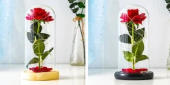 Immortal Rose Light