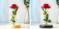 Immortal Rose Light