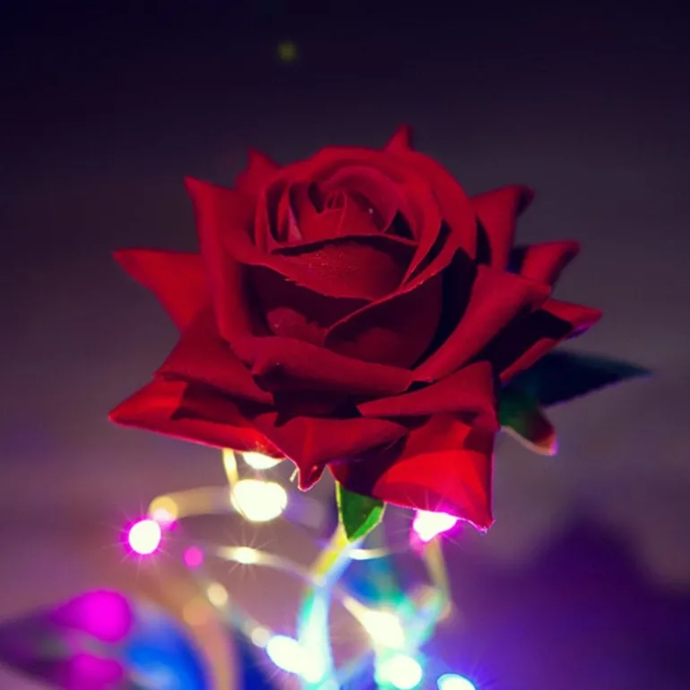 Immortal Rose Light
